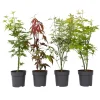 Acer Palmatum - Set Van 4 - Japanse Esdoorn - Pot 10,5Cm - Hoogte 25-40Cm-Brico Clearance