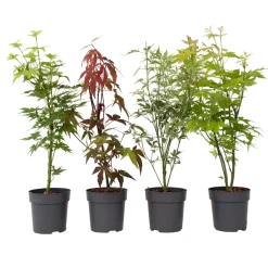 Acer Palmatum - Set Van 4 - Japanse Esdoorn - Pot 10,5Cm - Hoogte 25-40Cm-Brico Clearance