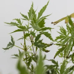 Acer Palmatum - Set Van 4 - Japanse Esdoorn - Pot 10,5Cm - Hoogte 25-40Cm-Brico Clearance