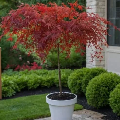 Acer Palmatum 'Garnet' - Japanse Esdoorn - Pot 19Cm - Hoogte 60-70Cm-Brico Online
