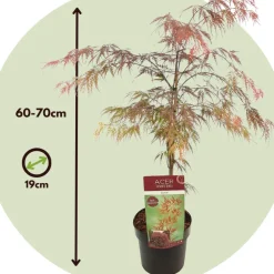 Acer Palmatum 'Garnet' - Japanse Esdoorn - Pot 19Cm - Hoogte 60-70Cm-Brico Online