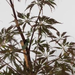 Acer Palmatum 'Garnet' - Japanse Esdoorn - Pot 19Cm - Hoogte 60-70Cm-Brico Online