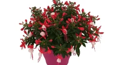 Bellenplant (Fuchsia) Diversen-Brico Hot