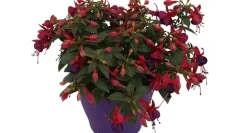 Bellenplant (Fuchsia) Diversen-Brico Hot