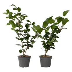 Camellia Japonica "Brushfield'S Yellow" - Roos - Pot 15Cm - Hoogte 50-60Cm-Brico Sale