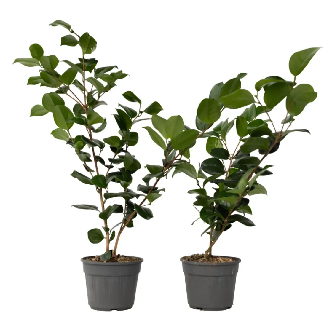 Camellia Japonica "Brushfield'S Yellow" - Roos - Pot 15Cm - Hoogte 50-60Cm-Brico Sale