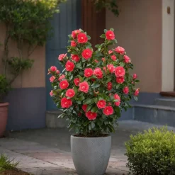 Camellia Japonica "Brushfield'S Yellow" - Roos - Pot 15Cm - Hoogte 50-60Cm-Brico Sale