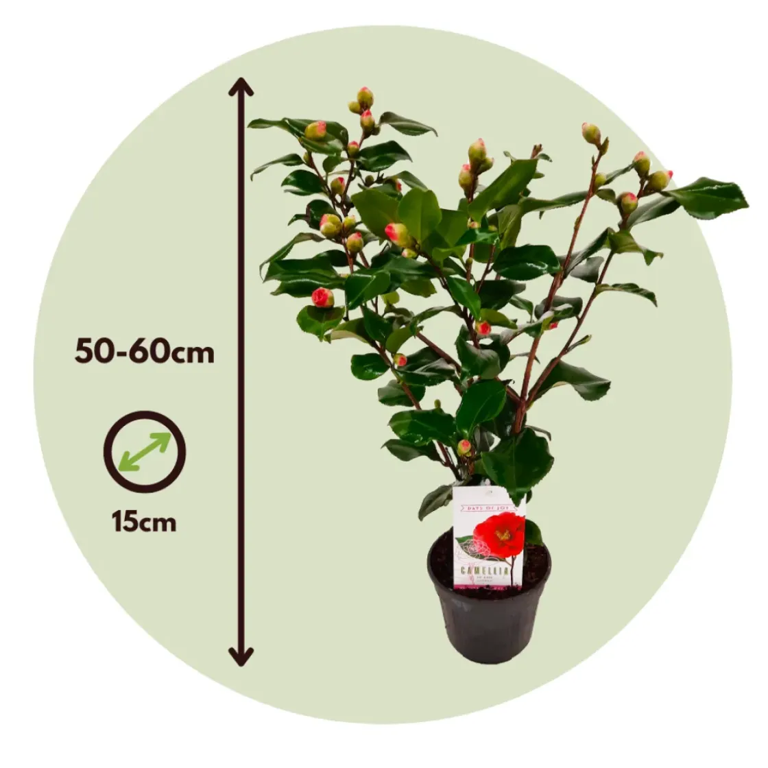 Camellia Japonica "Brushfield'S Yellow" - Roos - Pot 15Cm - Hoogte 50-60Cm-Brico Sale