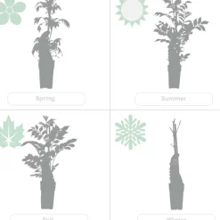 Campsis ‘Radicans 'Galen' – Klimplant – Trompetklimmer – Winterhard - 15 Cm – ↕60-70 Cm-Brico Outlet