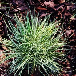 Carex Amazon Mist - Set Van 6 - Pot 10,5 - Hoogte 15-25Cm-Brico Hot