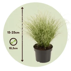 Carex Amazon Mist - Set Van 6 - Pot 10,5 - Hoogte 15-25Cm-Brico Hot