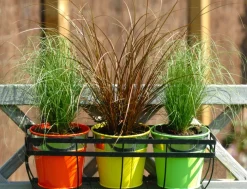Carex Amazon Mist - Set Van 6 - Pot 10,5 - Hoogte 15-25Cm-Brico Hot