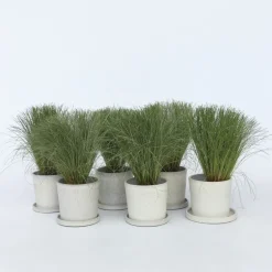 Carex Amazon Mist - Set Van 6 - Pot 10,5 - Hoogte 15-25Cm-Brico Hot