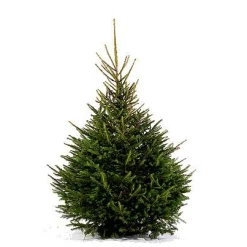 Brico Central Park Kerstboom Epicea 150-200Cm New