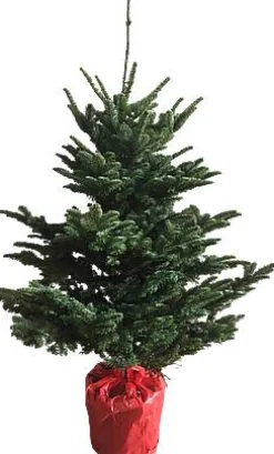 Brico Central Park Kerstboom Nobilis 125-150Cm Outlet