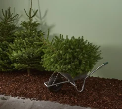 Brico Central Park Kerstboom Nordmann Gekapt 100-150Cm Discount