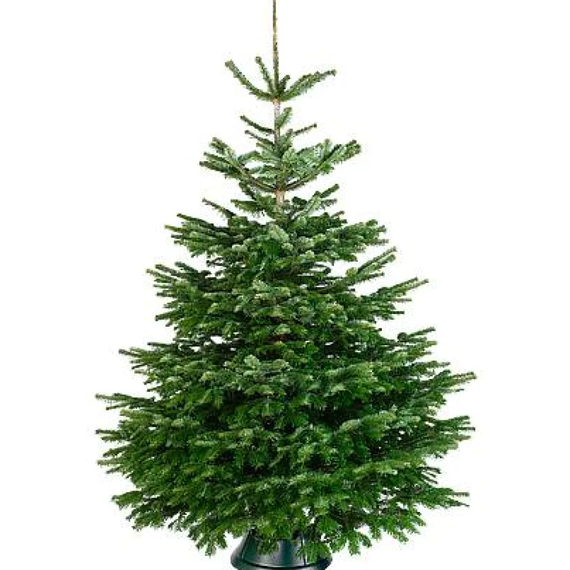 Brico Central Park Kerstboom Nordmann 80-100Cm Online
