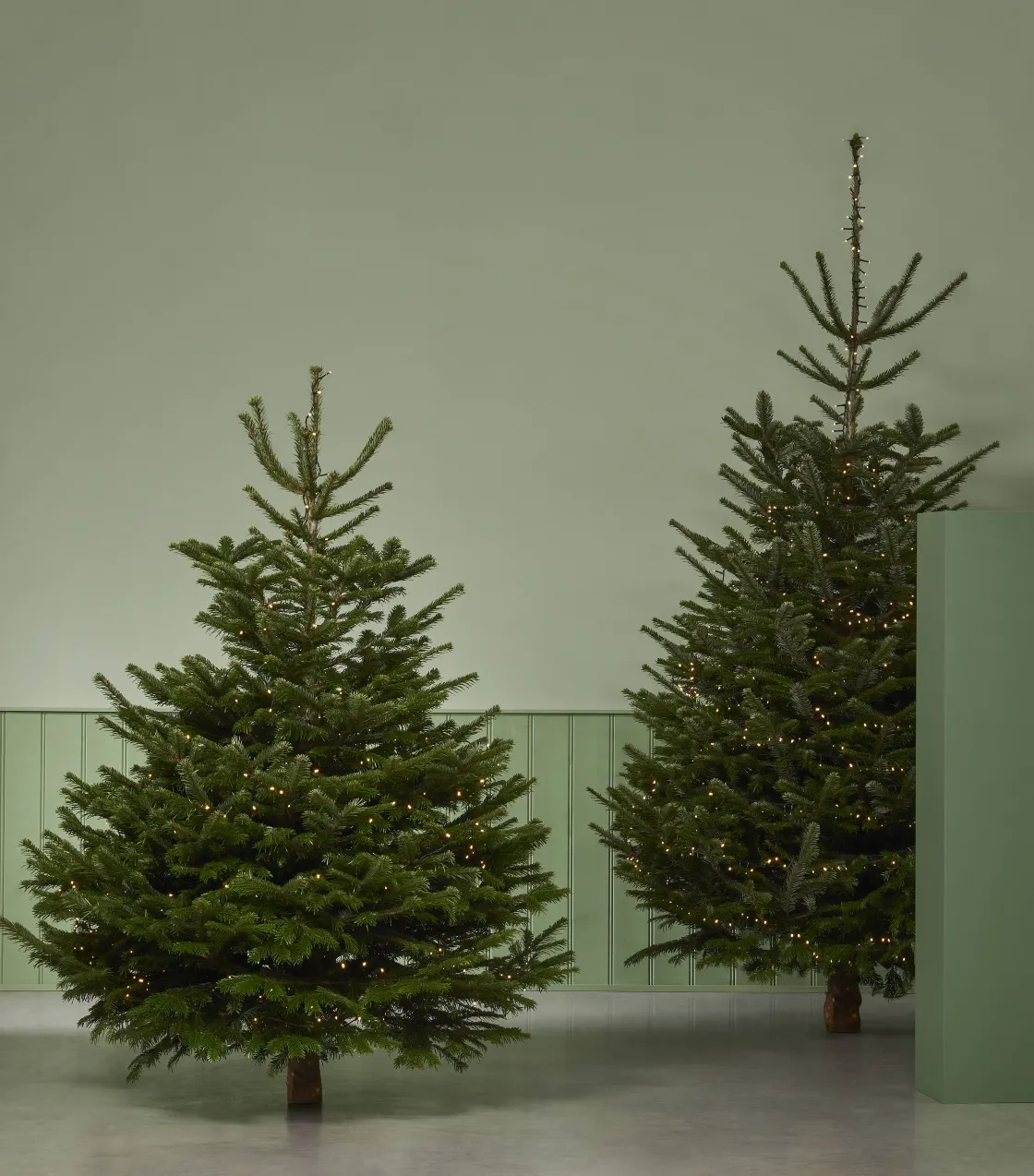Brico Central Park Kerstboom Nordmann 80-100Cm Online