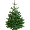 Brico Central Park Kerstboom Nordmann 200-250Cm New