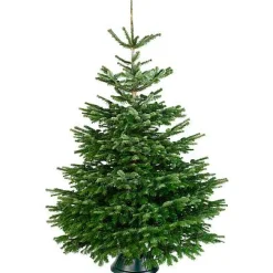 Brico Central Park Kerstboom Nordmann 200-250Cm New
