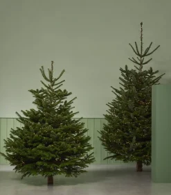Brico Central Park Kerstboom Nordmann 200-250Cm New