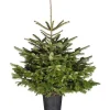 Brico Central Park Kerstboom Nordmann 125-150Cm Sale
