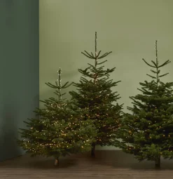 Brico Central Park Kerstboom Nordmann 125-150Cm Sale