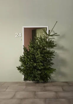 Brico Central Park Kerstboom Nordmann 125-150Cm Sale