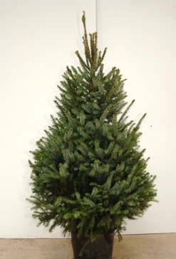 Brico Central Park Kerstboom Omorika 150-175Cm Hot