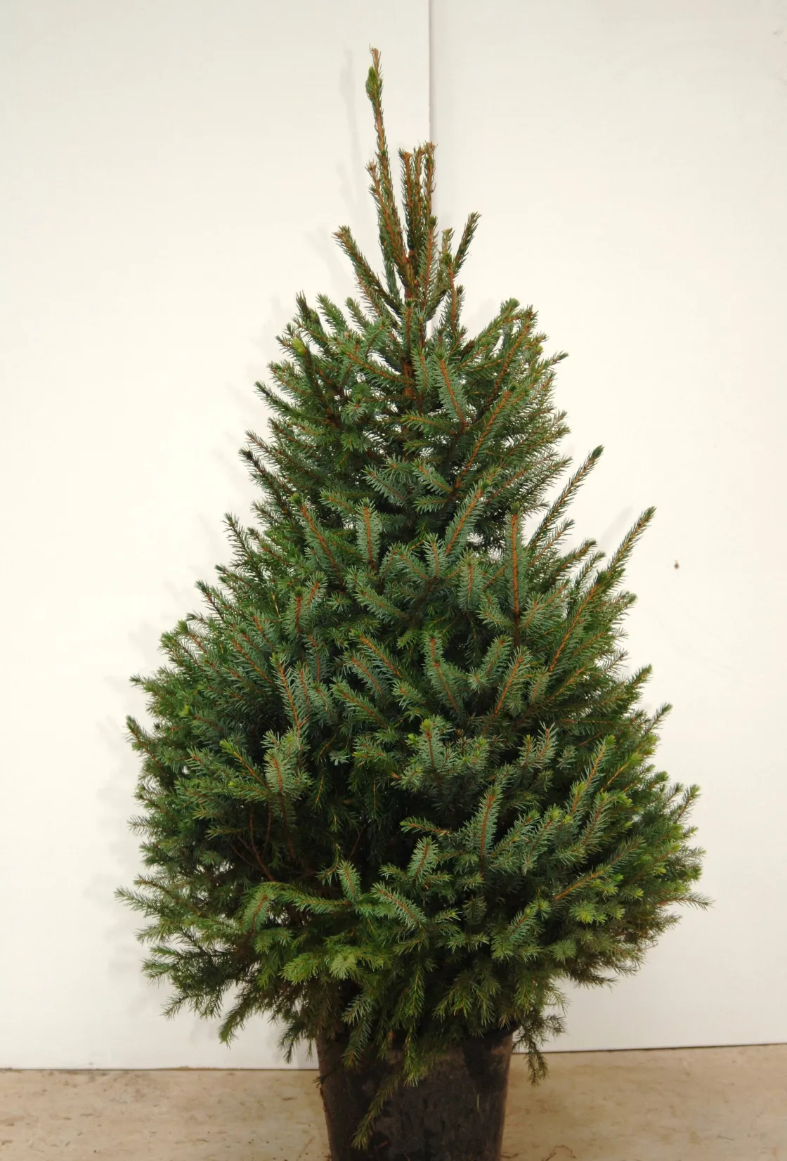 Brico Central Park Kerstboom Omorika 150-175Cm Hot