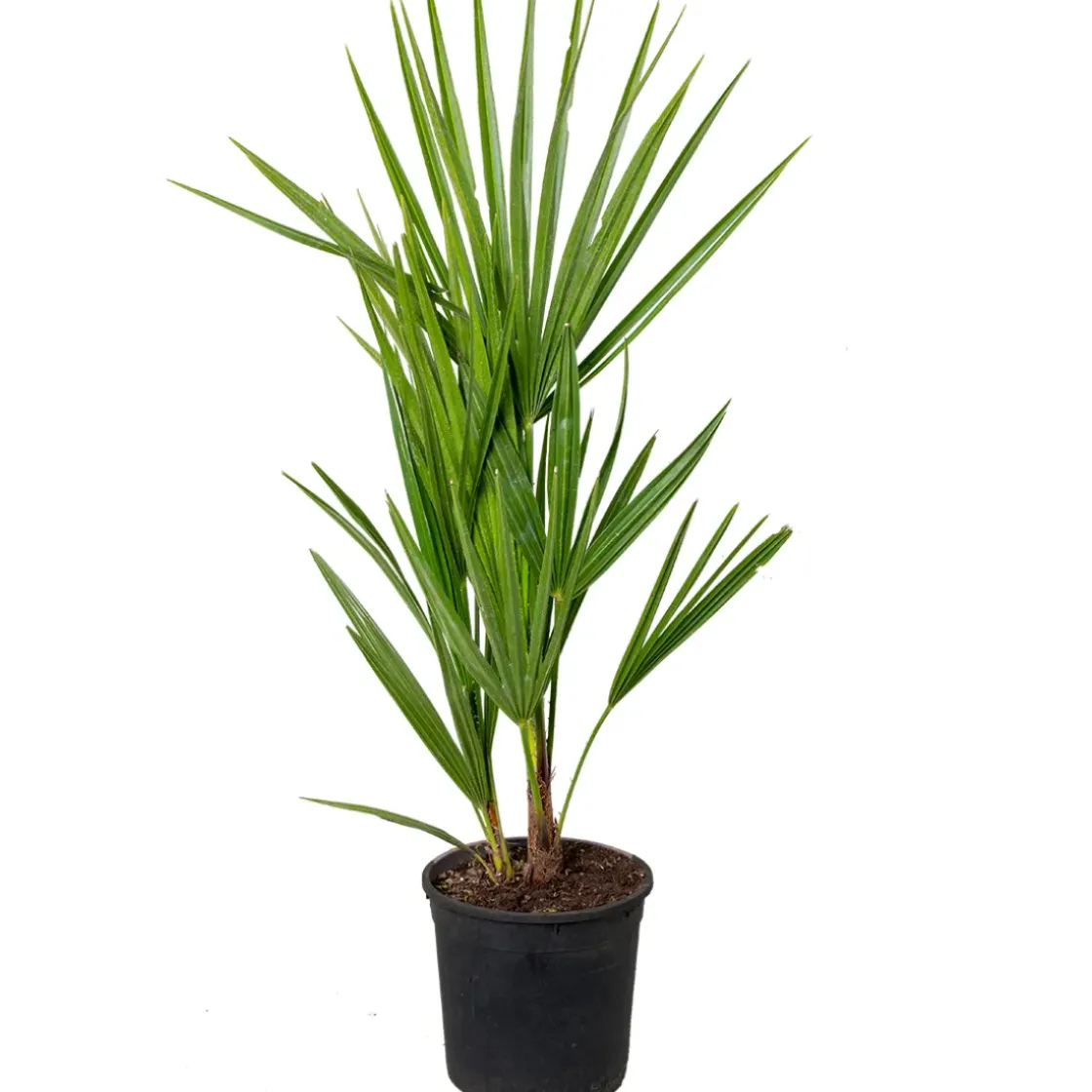 Chamaerops Humilis – Europese Dwergpalm – Palm – Winterhard - 15 Cm - ↕40-50 Cm-Brico Best