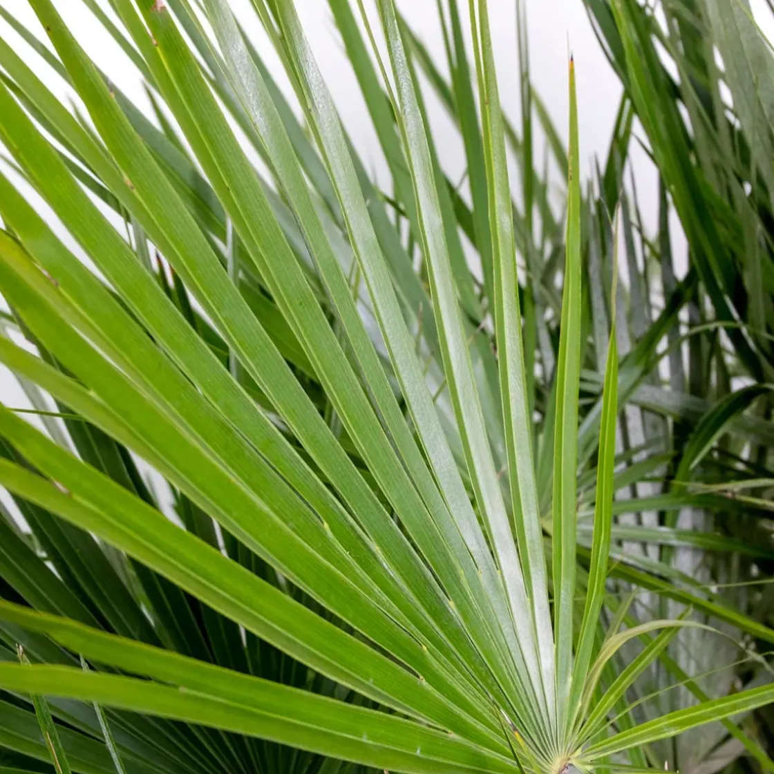 Chamaerops Humilis – Europese Dwergpalm – Palm – Winterhard - 15 Cm - ↕40-50 Cm-Brico Best