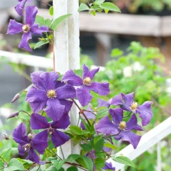 Clematis Taiga - Set Van 2 - Winterharde Klimplanten - Pot 9Cm - Hoogte 25-40Cm-Brico Online