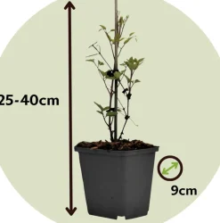 Clematis Taiga - Set Van 2 - Winterharde Klimplanten - Pot 9Cm - Hoogte 25-40Cm-Brico Online