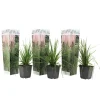 Cortaderia Selloana - Set Van 3 - Siergras - Roze - Pot 9Cm - Hoogte 25-40Cm-Brico Clearance
