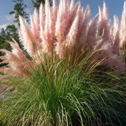 Cortaderia Selloana - Set Van 3 - Siergras - Roze - Pot 9Cm - Hoogte 25-40Cm-Brico Clearance