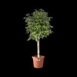 Elho Bloempot Algarve Cilindro Rond O21Cm Terra-Brico Hot