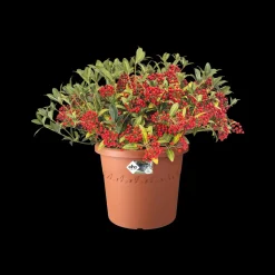 Elho Bloempot Algarve Cilindro Rond O35Cm Terra-Brico New
