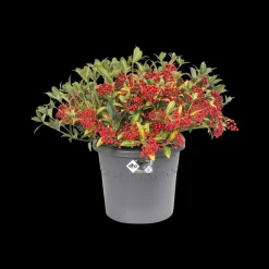 Elho Bloempot Algarve Cilindro Rond O30Cm Antraciet-Brico New