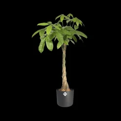 Elho Bloempot B. For Soft Rond O14Cm Antraciet-Brico Hot