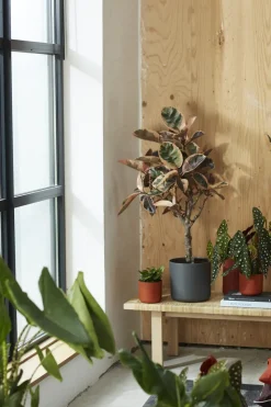 Elho Bloempot B.For Soft Rond O30Cm Antraciet-Brico Clearance