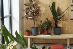 Elho Bloempot B.For Soft Rond O30Cm Antraciet-Brico Clearance