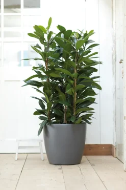 Elho Bloempot Brussels Rond Wielen O40Cm Antraciet-Brico New