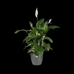 Elho Bloempot Brussels Rond O16Cm Antraciet-Brico Outlet