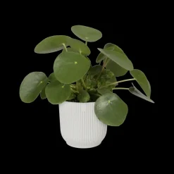 Elho Bloempot Vibes Fold Rond O30Cm Wit-Brico Outlet