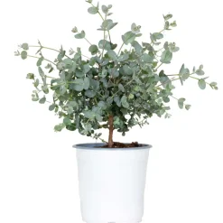 Eucalyptus Gunnii - Gomboom - Heester - Groenblijvend - 14 Cm - ↕25-35 Cm-Brico Sale