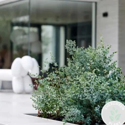 Eucalyptus Gunnii - Gomboom - Heester - Groenblijvend - 14 Cm - ↕25-35 Cm-Brico Sale