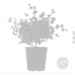 Eucalyptus Gunnii - Gomboom - Heester - Groenblijvend - 14 Cm - ↕25-35 Cm-Brico Sale