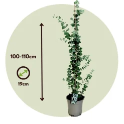 Eucalyptus Silver Dollar - Winterharde Eucalyptus - Pot 19Cm - Hoogte 100-110Cm-Brico Online