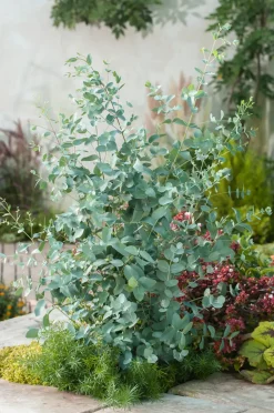 Eucalyptus Silver Dollar - Winterharde Eucalyptus - Pot 19Cm - Hoogte 100-110Cm-Brico Online